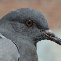 LE PIGEON