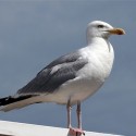 LA MOUETTE